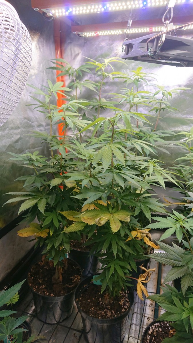 obscura1629120871348