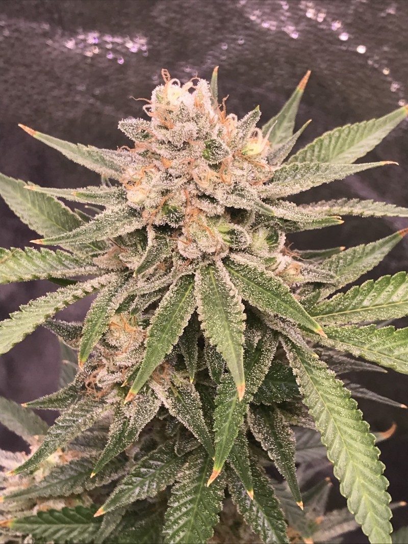 B44BFDF8-C3EC-4FF1-BA80-AEEA02A740D5