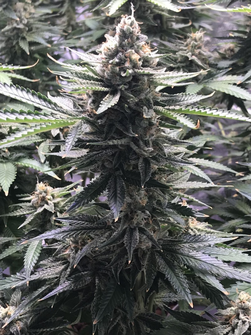 3B943252-1AD6-496F-B40B-8012E7BDE522