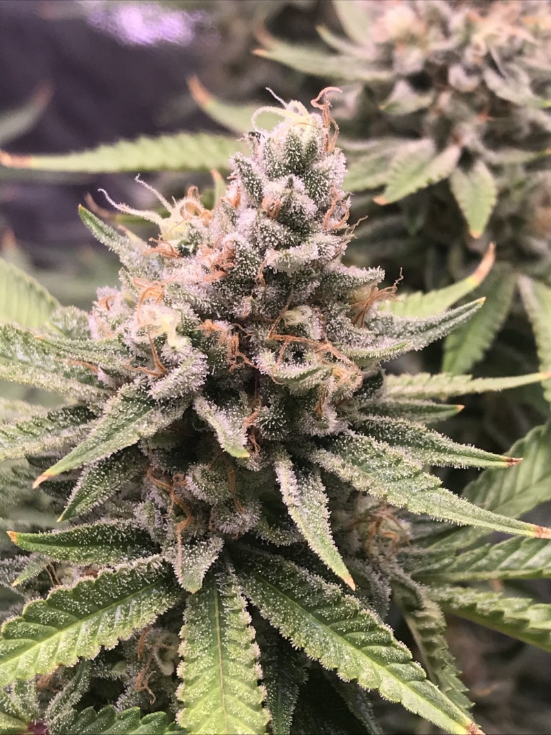 9B47C5B4-DC85-42EF-BC26-CFA9EE47110A