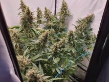 16292191134625496105140504318721