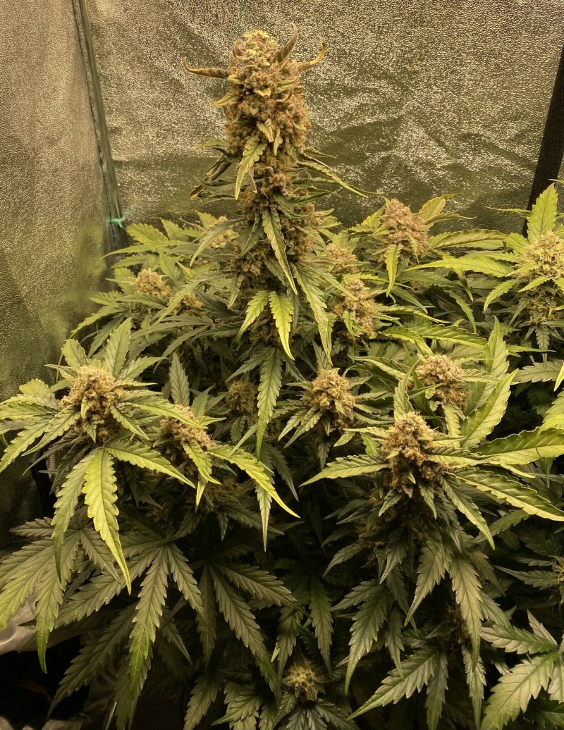 4236AB8F-9567-4430-BA22-D2F87BEAA2A5