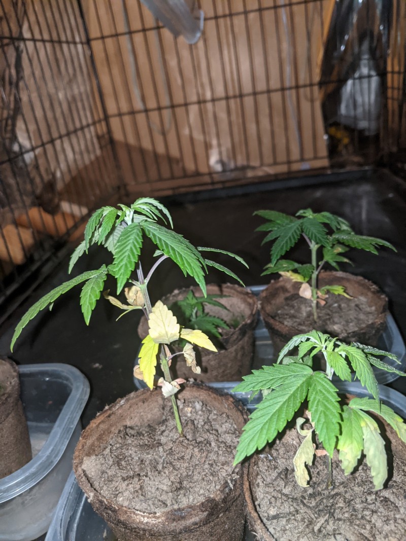 PXL_20210514_041908314