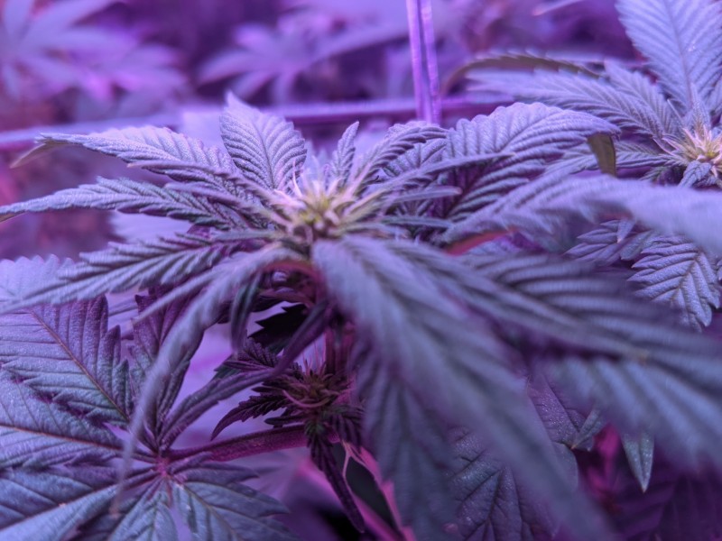 PXL_20210704_194219016