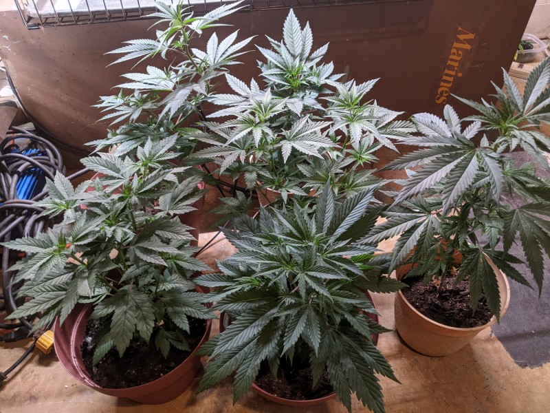 PXL_20210617_200403242