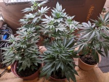 PXL_20210617_200403242