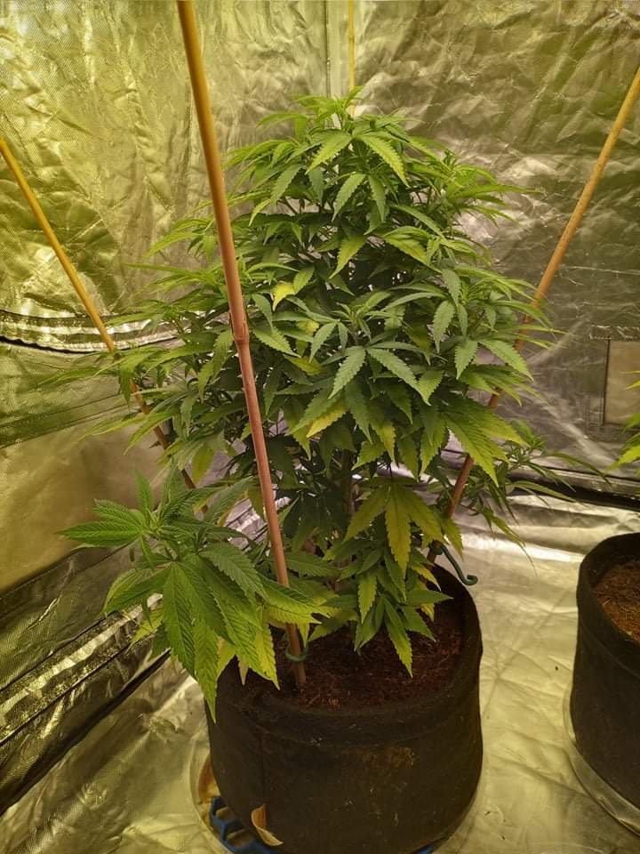 FCE0582A-65C1-42E1-86D3-2C9E0230A074