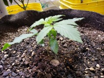 16293908320006467191526948100004