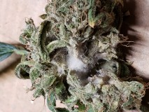 16293919057786001939053731319934