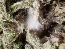 16293921050774274643443262285203