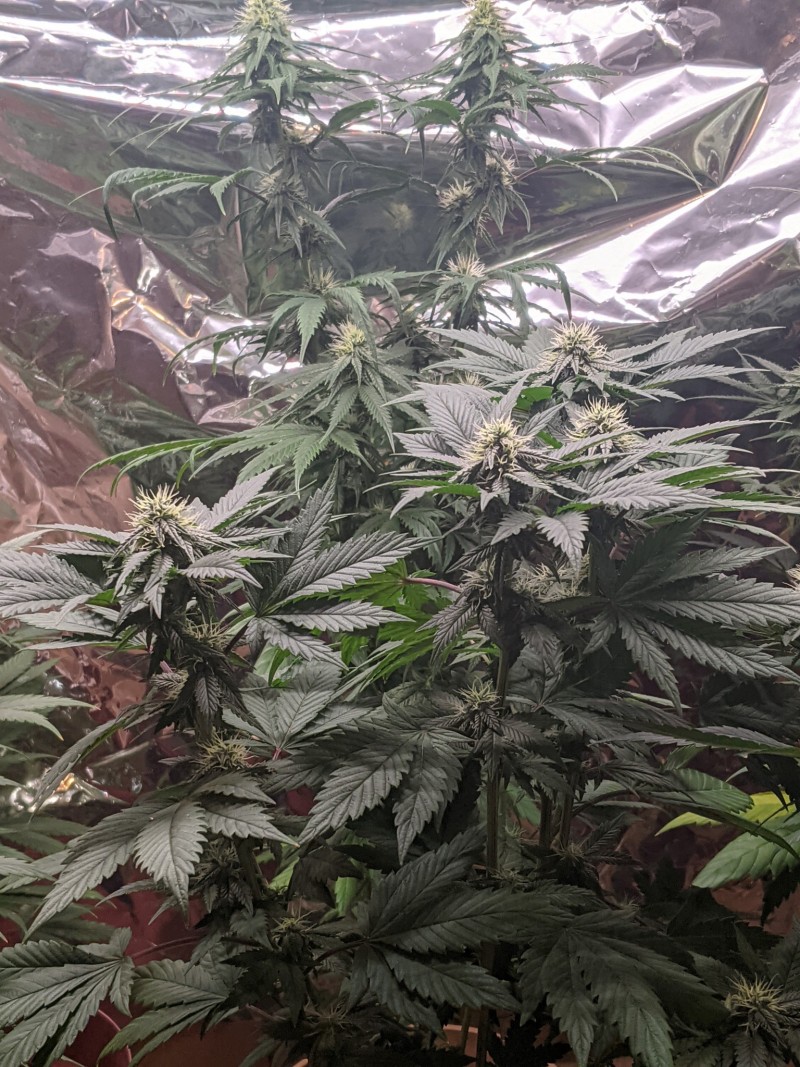 PXL_20210717_181813700