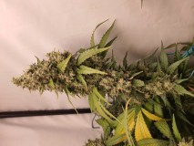 16295593677658301524053135089798