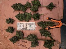 16296645557394916226386953062643