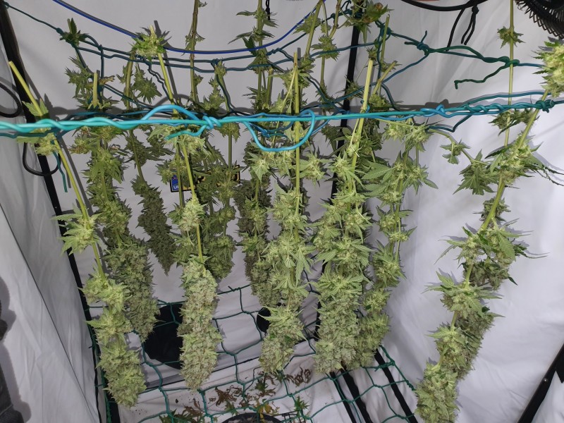 16297476427505093870042189222051