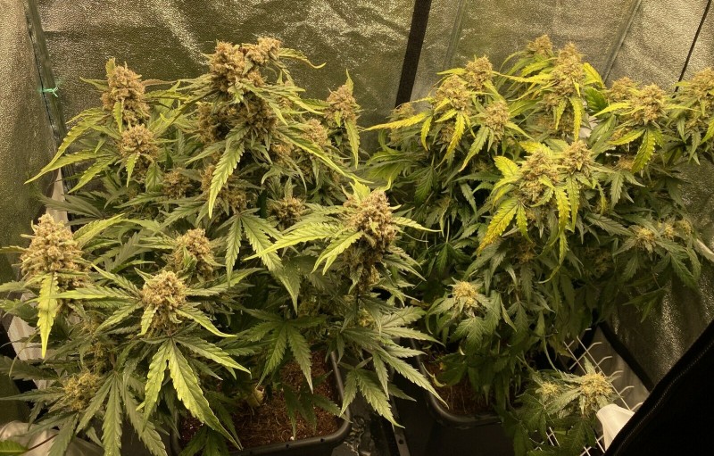 3A961C15-4F96-4A96-824E-28BCF1CC8C2C