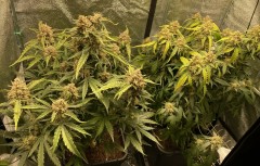 3A961C15-4F96-4A96-824E-28BCF1CC8C2C