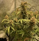 A43F1678-9C4D-4DBB-A7F4-C7947302B6EE