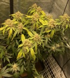 F16BDADD-DEDA-413A-A076-BD847AF0DACE