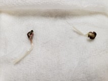 16298163772454052810593275327391