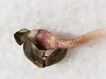 16298164286447279865619233834729