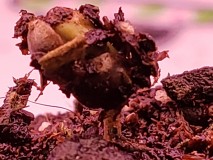 16298464960047807101367914033301