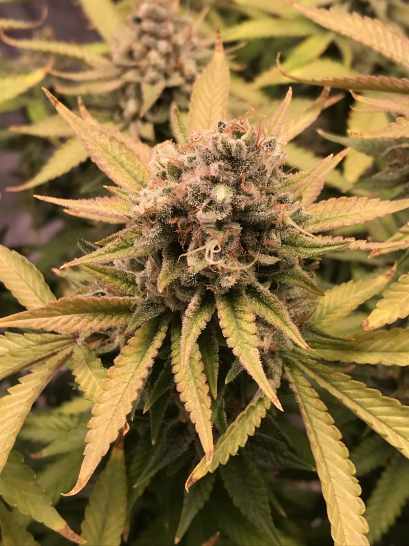 4CA8E68C-7DB7-4A13-BC31-B2AE1F1E9B21