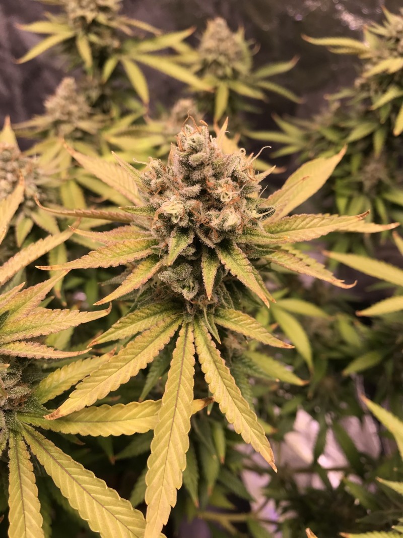 ED5E55CE-7F0A-4EFA-9A10-BDE2D062008A