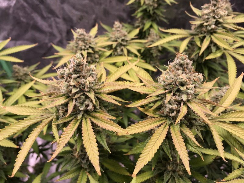 2E7AC296-5492-42CB-B532-216716BA89BB