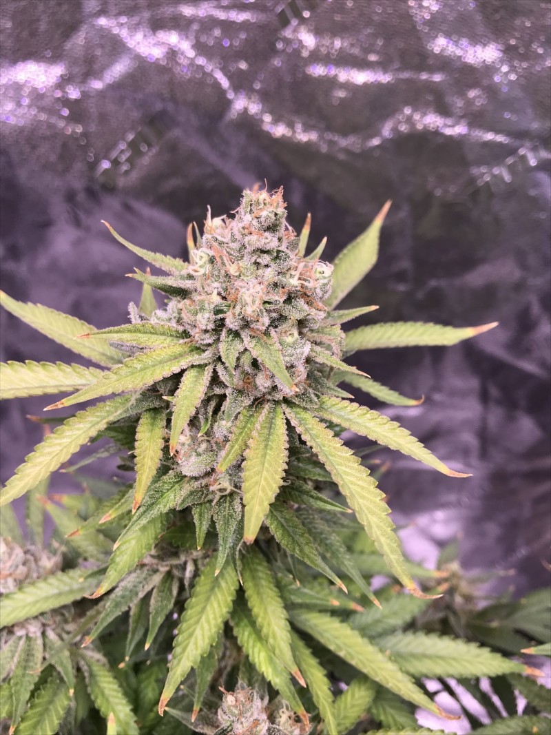 E826A8A3-6EF8-4547-A812-55340FCDE09B