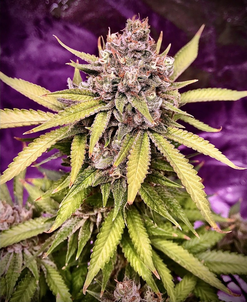 2BF6C911-B3AF-4C8E-95DA-D3CEC7B58BBC