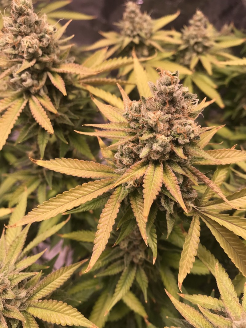 E6AD239B-9C09-42B0-A618-30BA1BB8C9D9