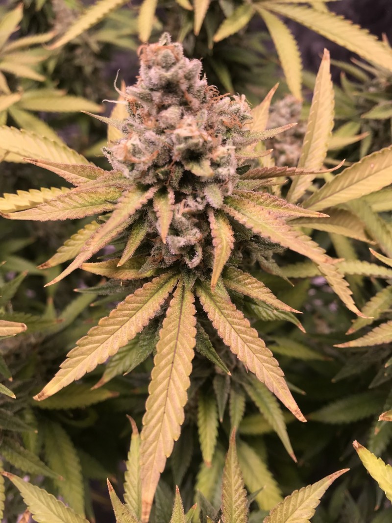 0F4A61DC-2C16-46E2-B372-C633D87AD86A