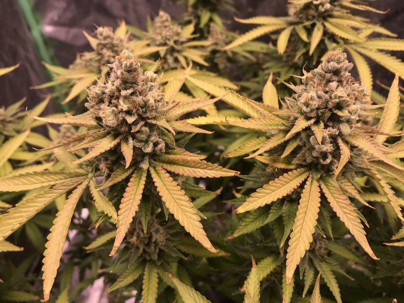 6C68F0ED-5780-461E-A6AD-B1C88BE53BDB