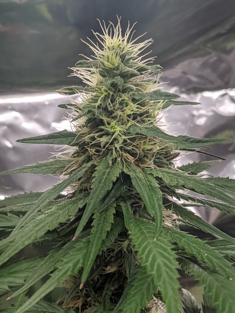 PXL_20210801_191449785