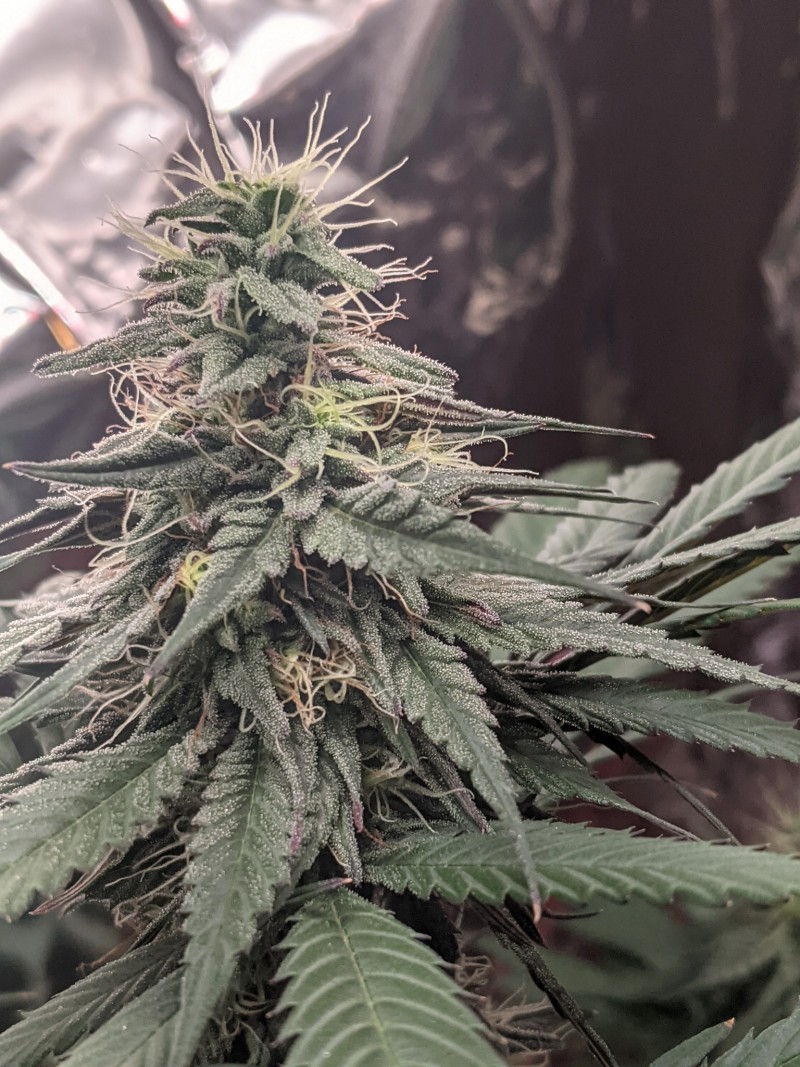 PXL_20210801_191456860