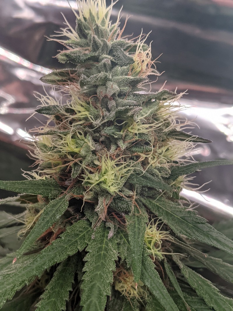 PXL_20210813_203900062