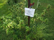 16304461410597384659997485073742