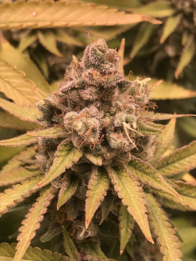 A148891F-3D4E-45F0-A619-033CC5990C60