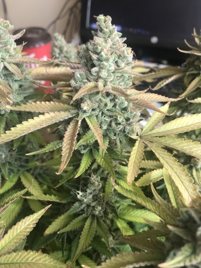 636E7E78-CB66-42A8-80BB-3DD974A52326