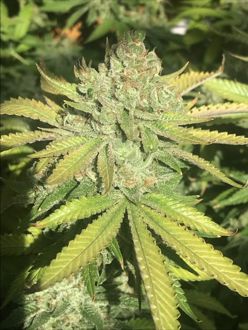 98D38BDB-FB37-4609-BFCC-E155E1638E4A