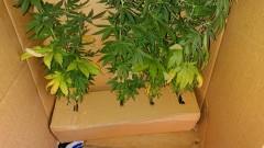 obscura1630309973345