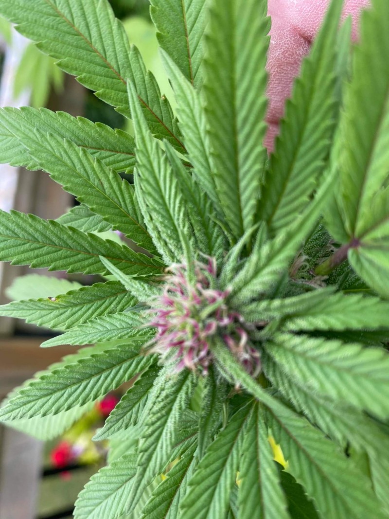 received_1588860931451802