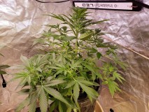 1631133701650591667187732094750