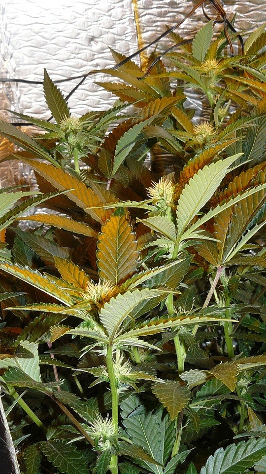 tangie vk cj 15 09 21 024