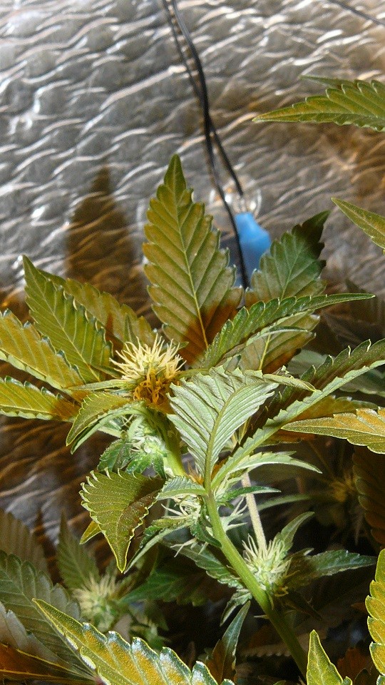 tangie vk cj 15 09 21 026