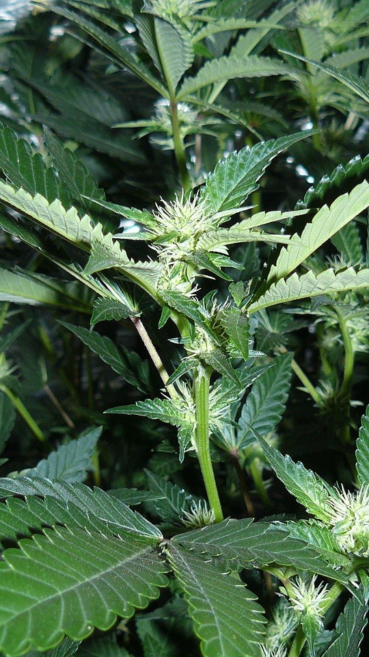 tangie vk cj 15 09 21 030