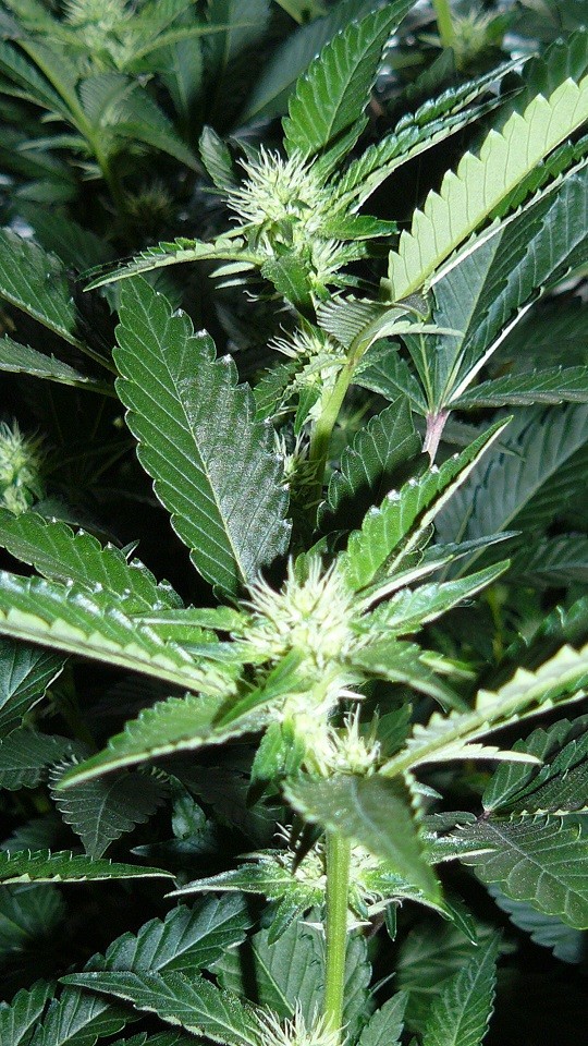 tangie vk cj 15 09 21 031