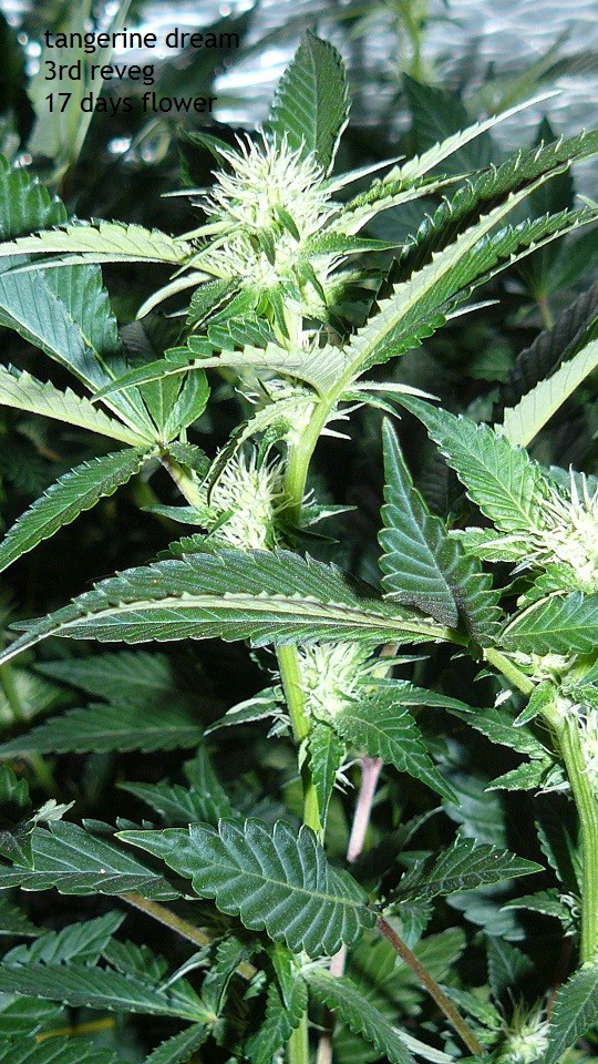 tangie vk cj 15 09 21 034