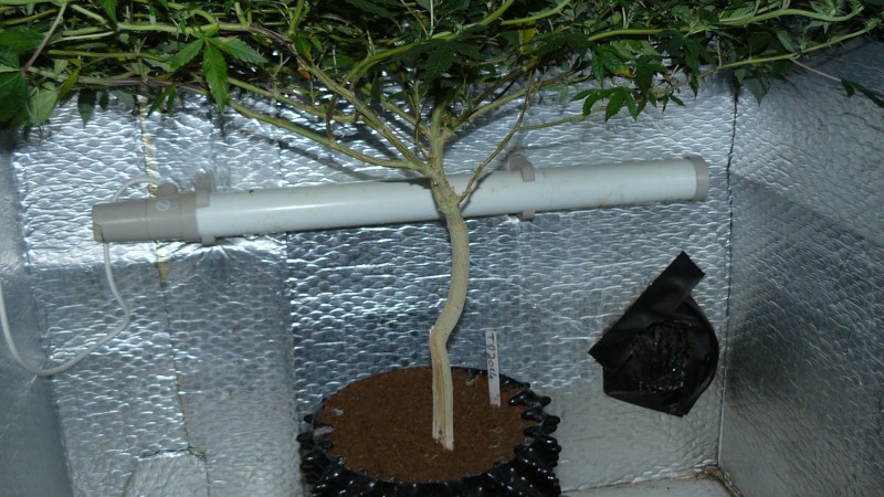 tangie vk cj 15 09 21 037