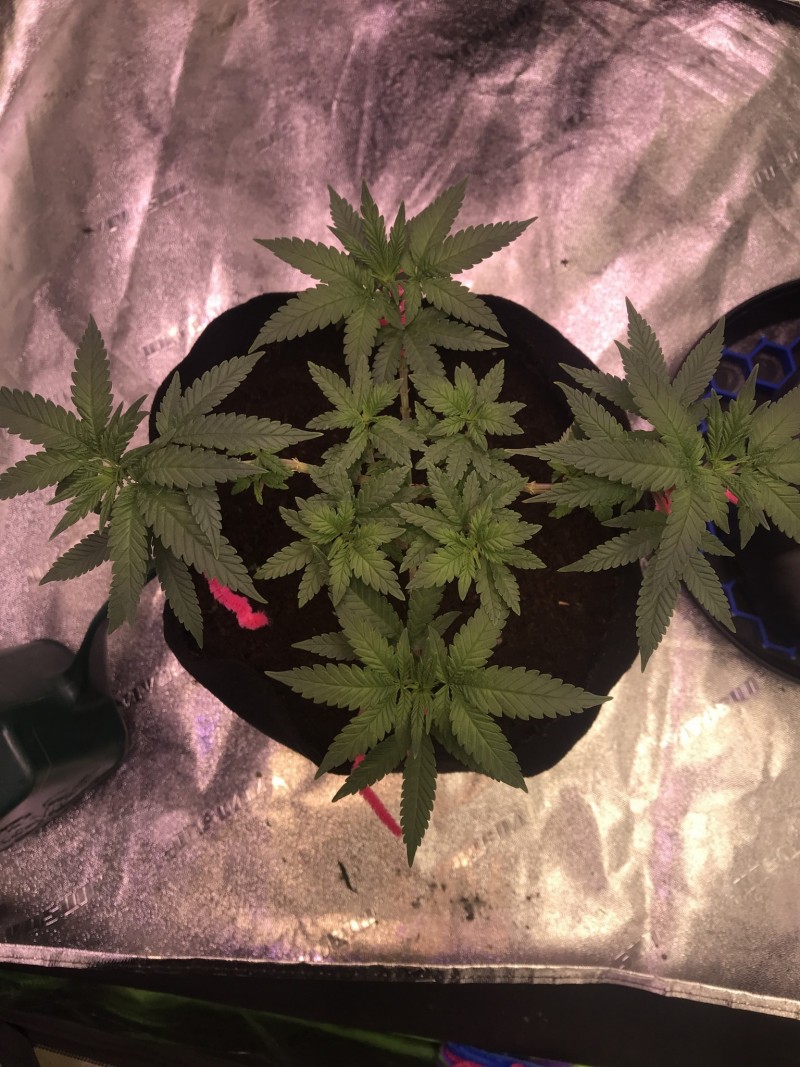 5352553A-B222-447A-95A6-4E4CC337FFDA